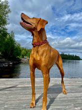 Load image into Gallery viewer, Magenta Sunrise Collar